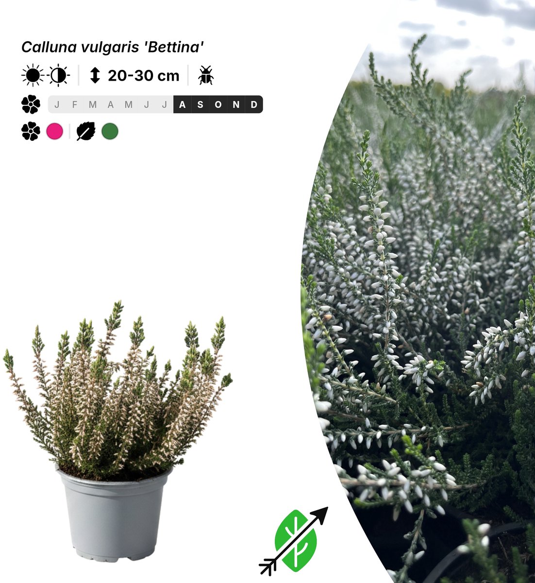 Singleplants - 6x Calluna vulgaris 'Bettina' - Pot P10,5 - bodembedekker - in bloeiperiode