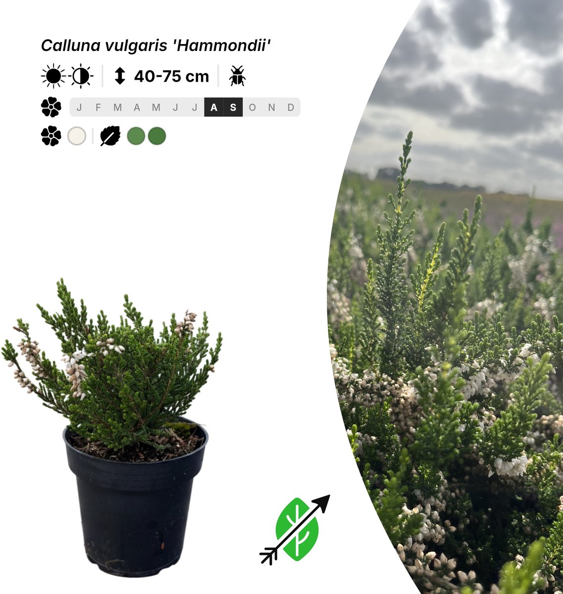 Singleplants - 20x Calluna vulgaris 'Hammondii' - Pot P9,5 - winterhard tot -30°C