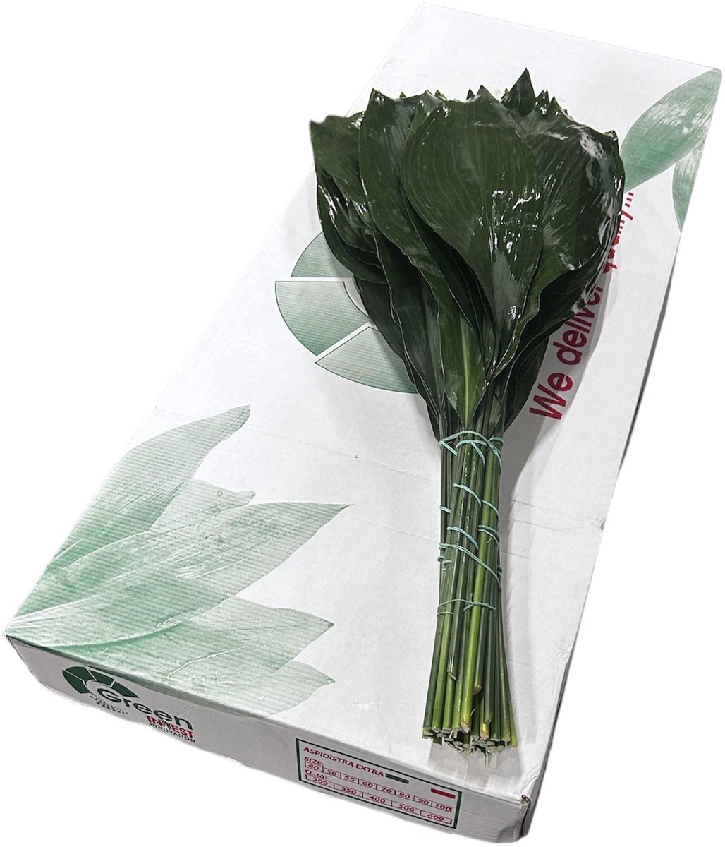 30x Sg aspidistra 80cm