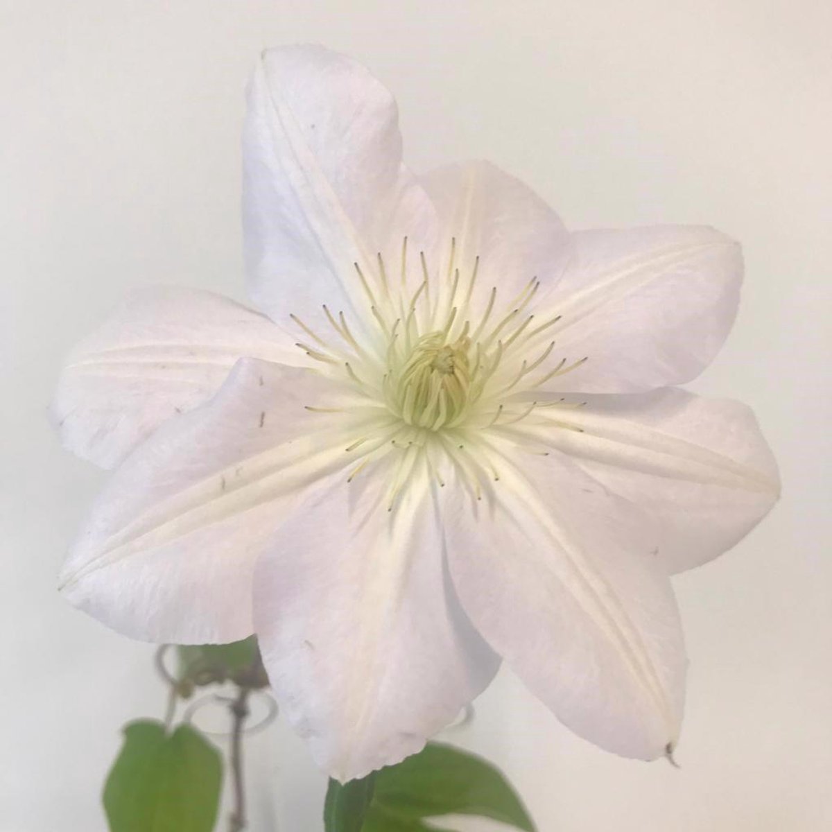 10x Clematis amazing vienna 60cm