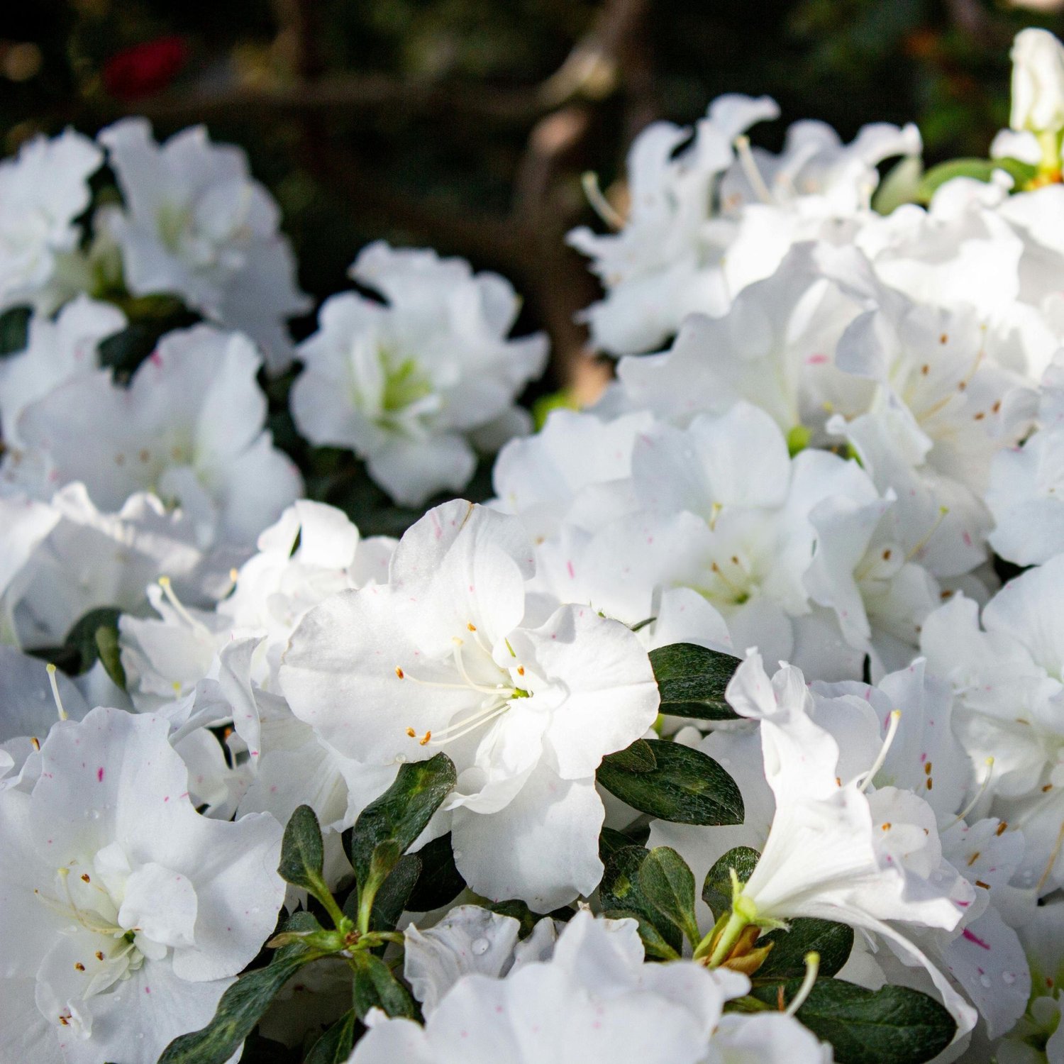 Rhododendron Azalea japonica Maischnee – Witte Japanse azalea - Groenblijvend - Haagplanten - Vaste planten - bloeit in Mei / Juni