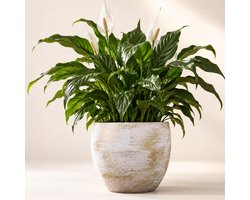 Floran planten / bloempot Madeira - wit / goud - keramiek - D28 x H28 cm - Keramische plantenpot