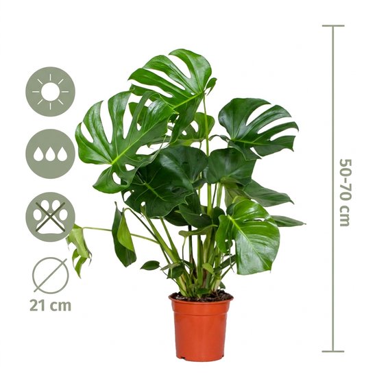 Monstera plant in een terracotta pot van 21 cm, hoogte 50-70 cm, met iconen voor zonlicht, water en niet giftig voor huisdieren.