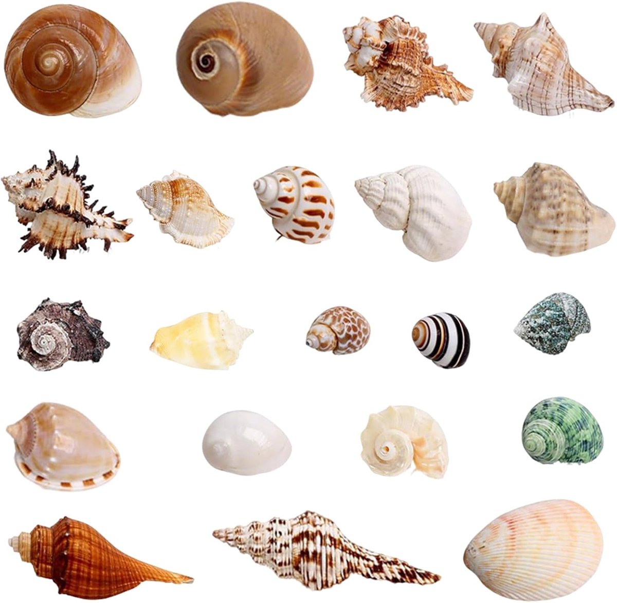 SnelShoppen - 21 Stuks Natuurlijke Zeeschelpen Set - Decoratieve Schelpen voor Aquarium, Gemengde Kleuren 3-9 cm, Tropische Schelpdecoratie voor Stran