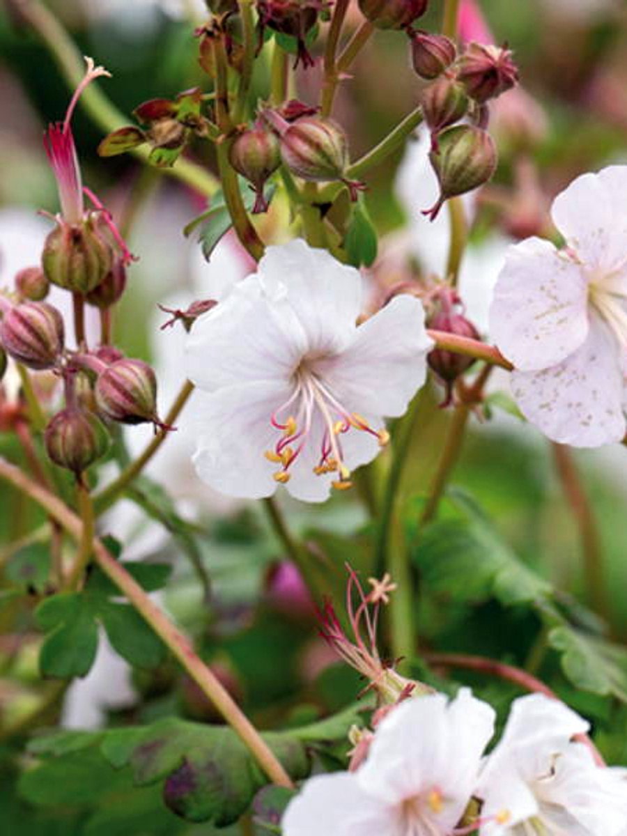 4x Ooievaarsbek 'Geranium macrorrhizum album' - BULBi® Bloembollen met bloeigarantie