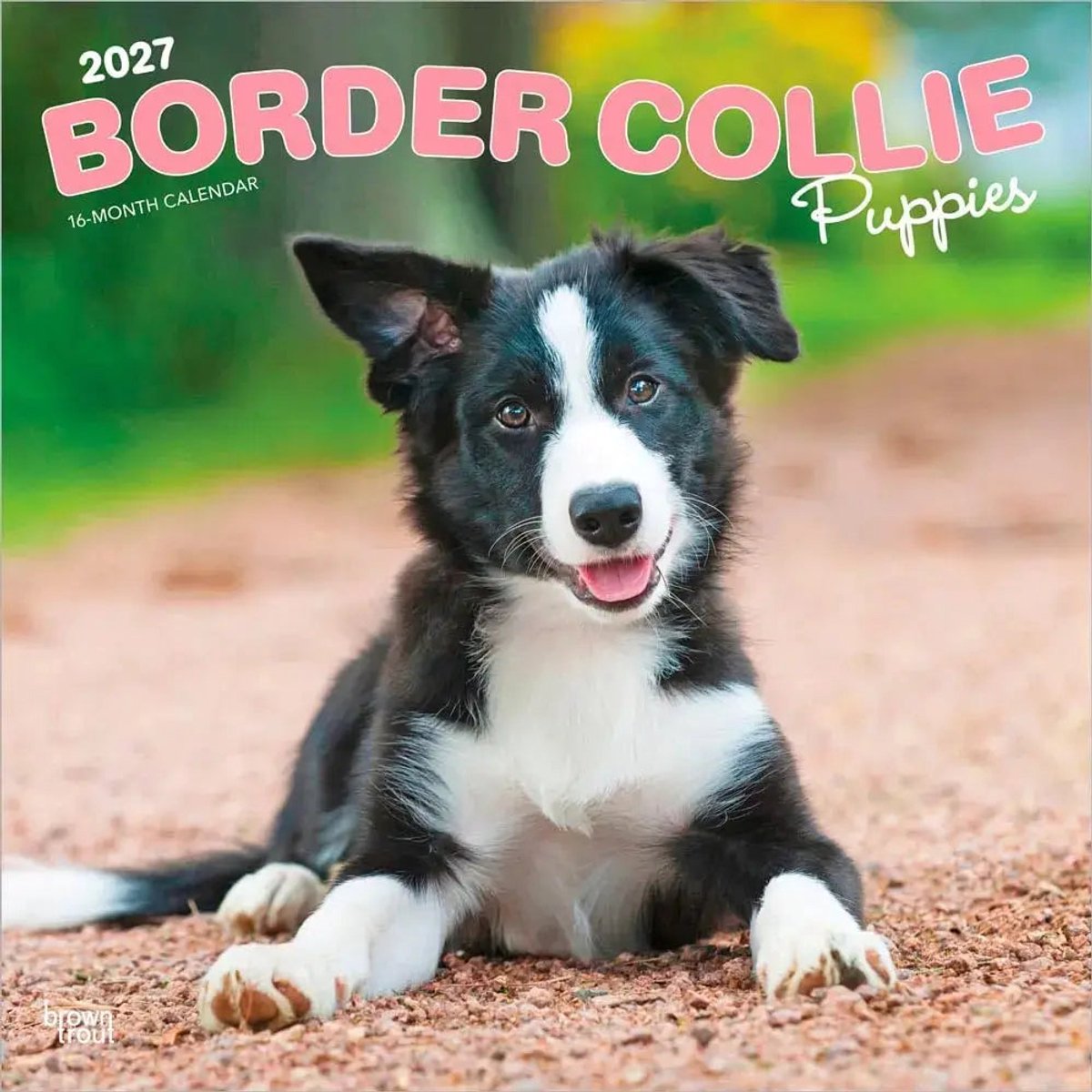 Border Collie Puppies Kalender 2027