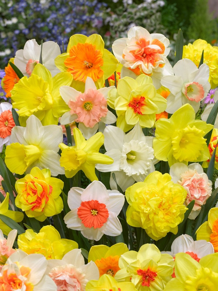 20x Narcissen 'Pluktuin mix' - BULBi® Bloembollen met bloeigarantie