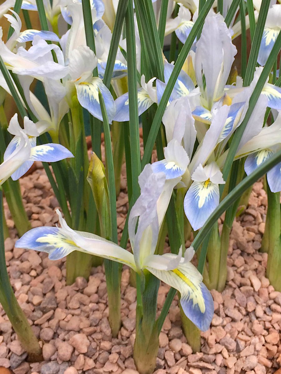 25x Iris 'Iris frozen planet reticulata' - BULBi® Bloembollen met bloeigarantie