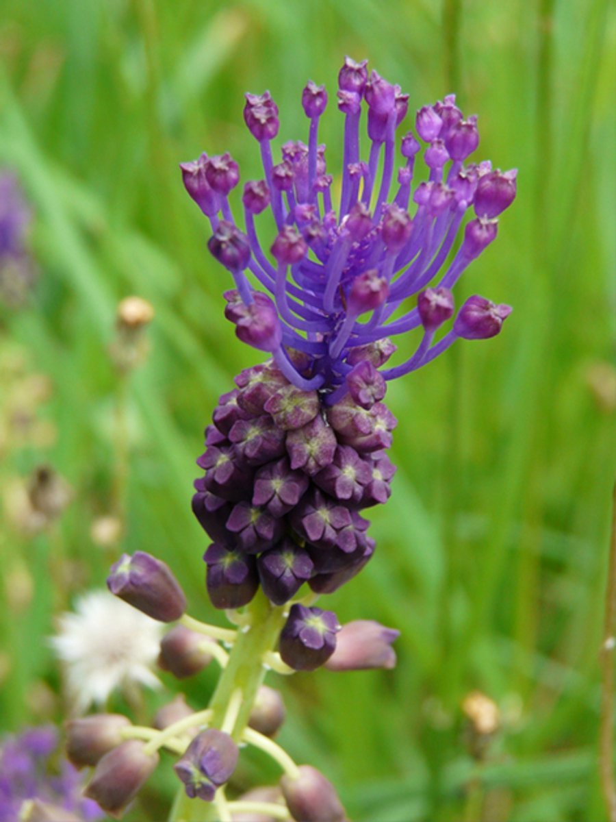 20x Blauwe druifjes 'Muscari comosum' - BULBi® Bloembollen met bloeigarantie
