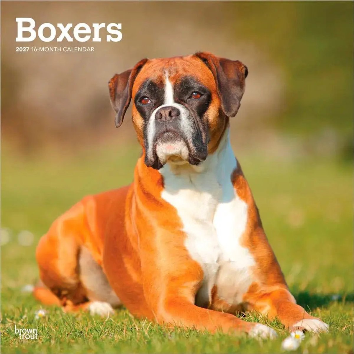 Boxer Kalender 2027