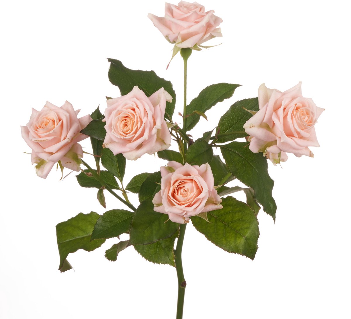 10x Rosa tr. justine 50cm