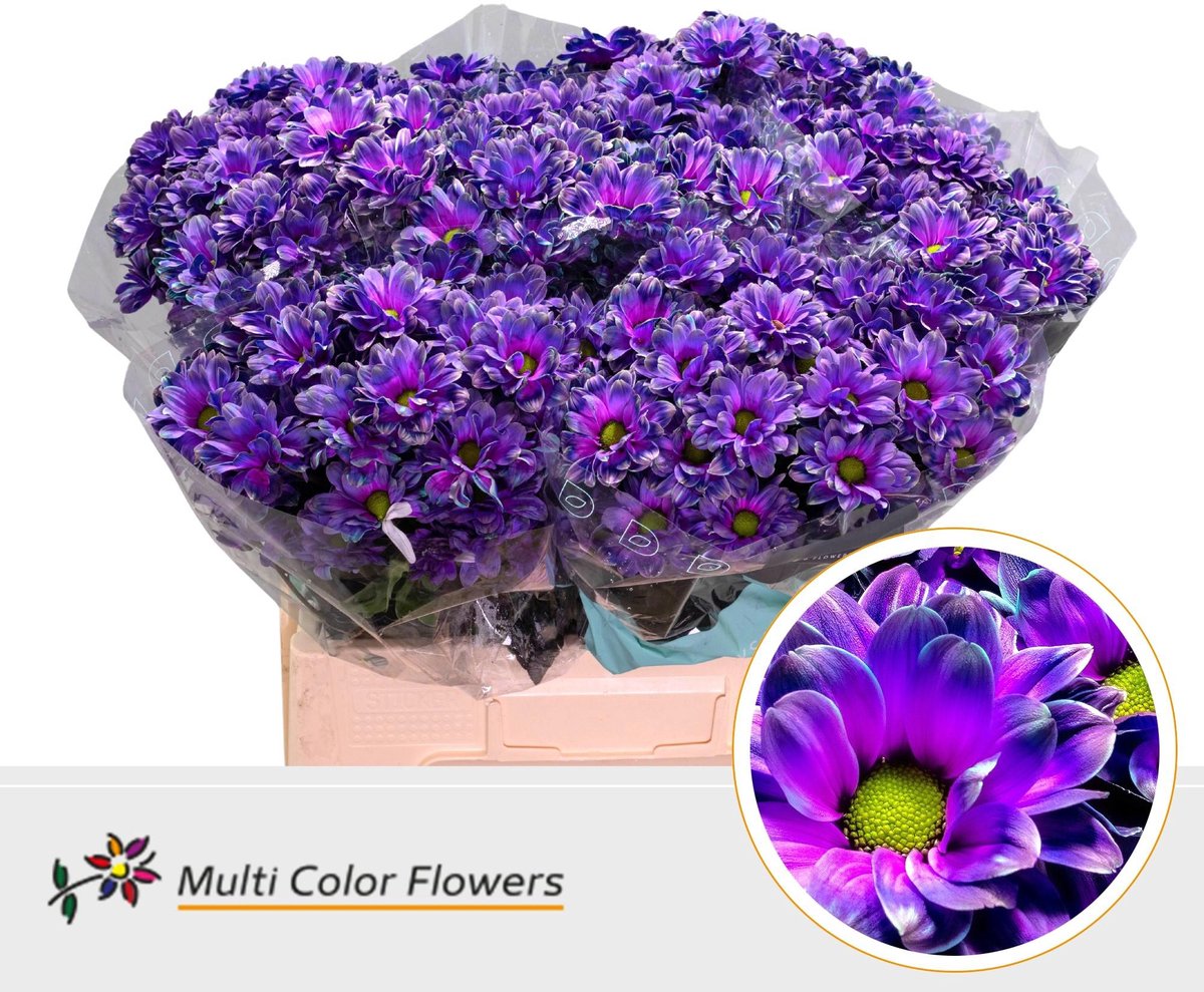 10x Chrysant overig 60cm