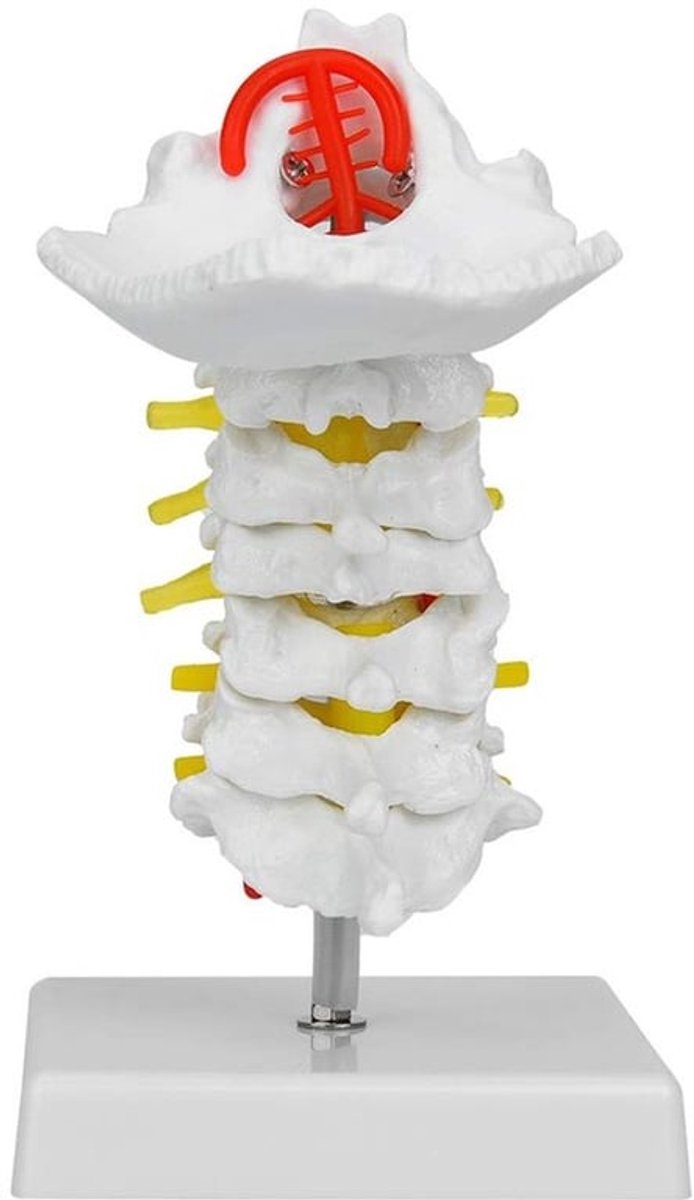 - Cervicaal Wervelkolom Model - Medisch Onderwijs - Gedetailleerd Anatomisch - Educatief Hulpmiddel - Anatomie Studeren - Geschikt voor S