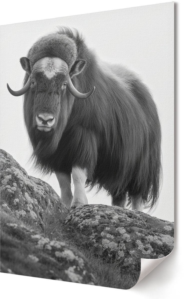 Coloray Canvas Poster Polycanvas - Buffel Op De Heuvel, Fotografie - 594 x 840 - Zwart-wit Poster - Rechthoek - Decoratieve poster - Kantoor - Klassiek
