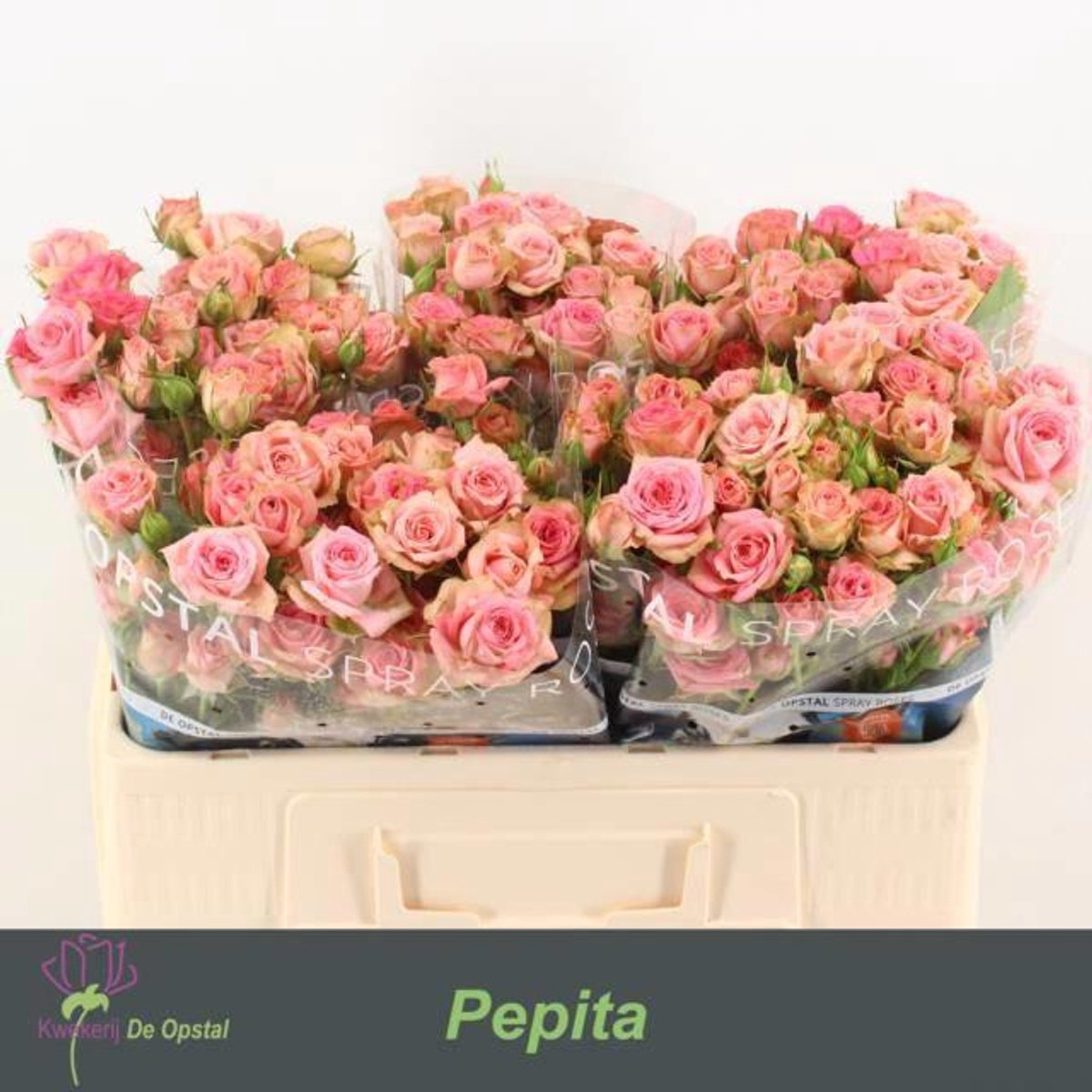 10x Rosa pepita 50cm