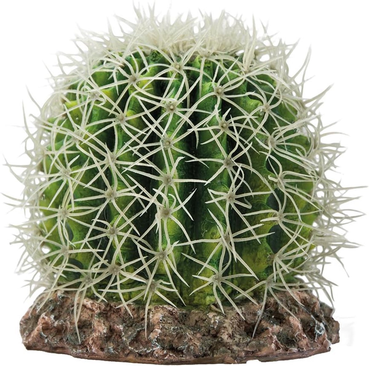 Cactus Sonora, M