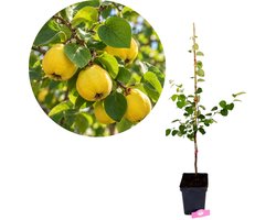 Cydonia oblonga 'Ludovic', Kweepeer, Hoogte 80cm, 5 liter pot