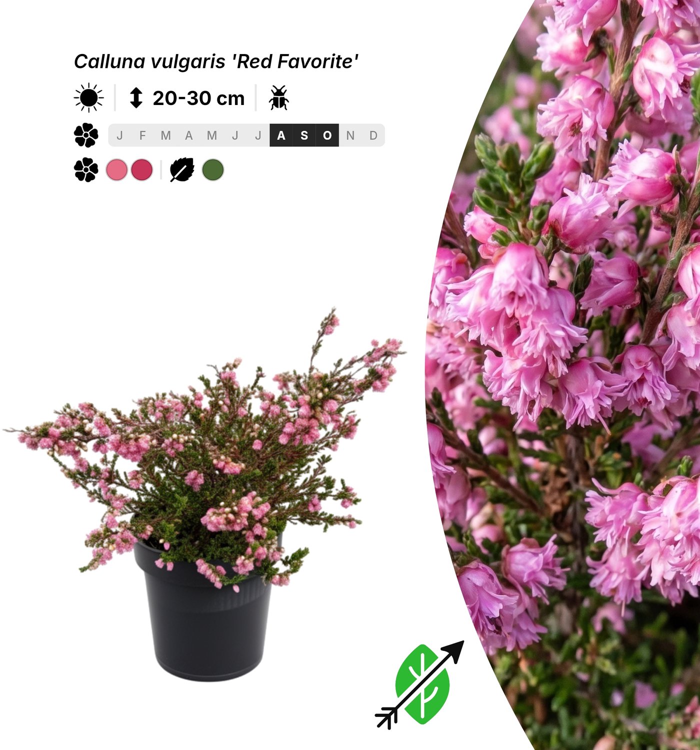 Singleplants - 6x Calluna vulgaris 'Red Favorite' - Pot P9,5 - bodembedekker - in bloeiperiode
