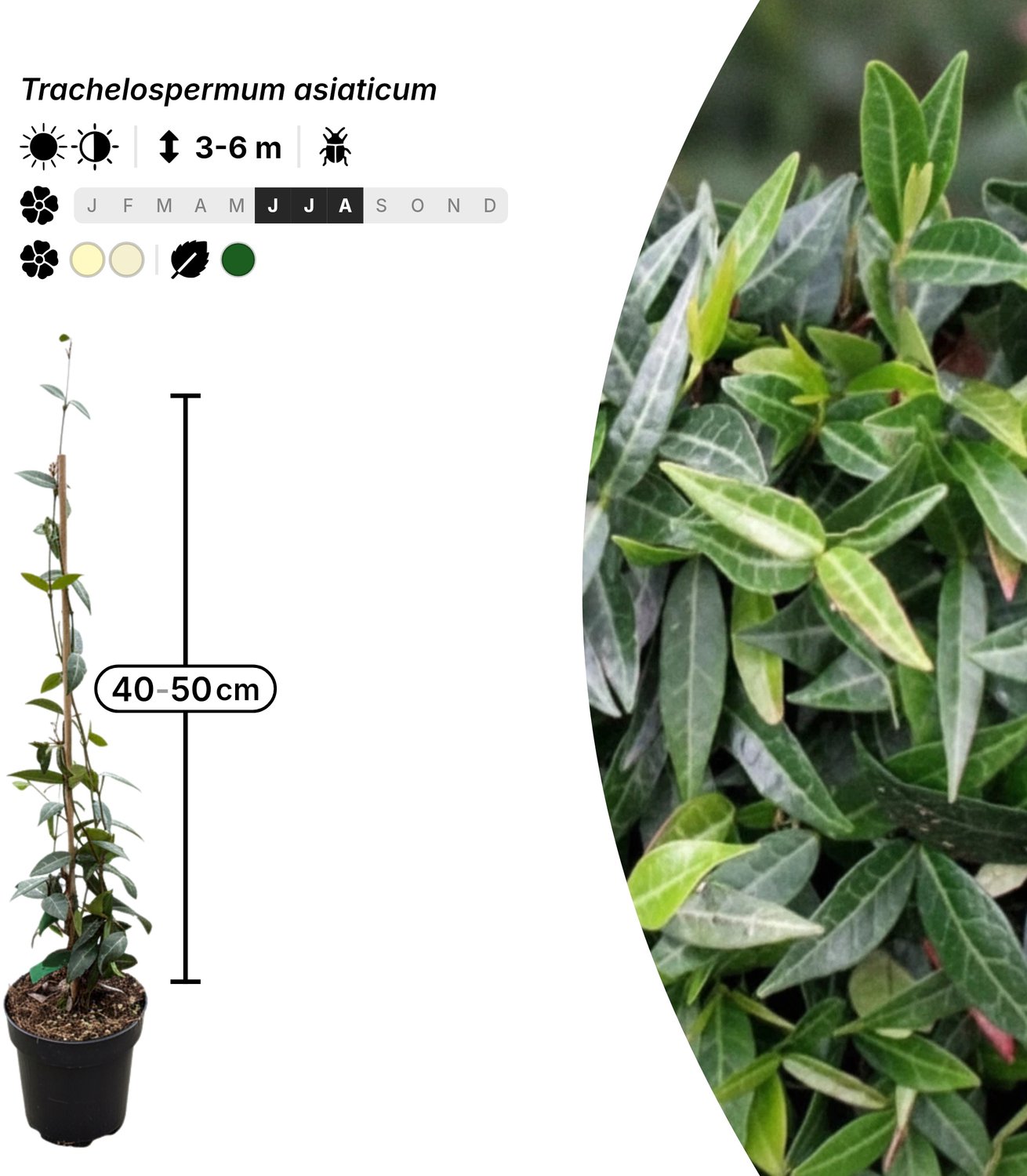 Singleplants - 18x Trachelospermum asiaticum - Pot C1.5 - klimplant - winterhard tot -10°C