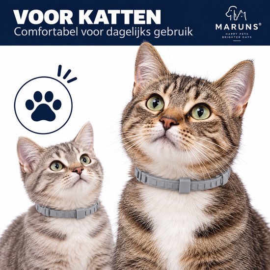 Twee katten, een kleine en een grotere tabby, dragen grijze verstelbare halsbanden. Katten kijken omhoog.