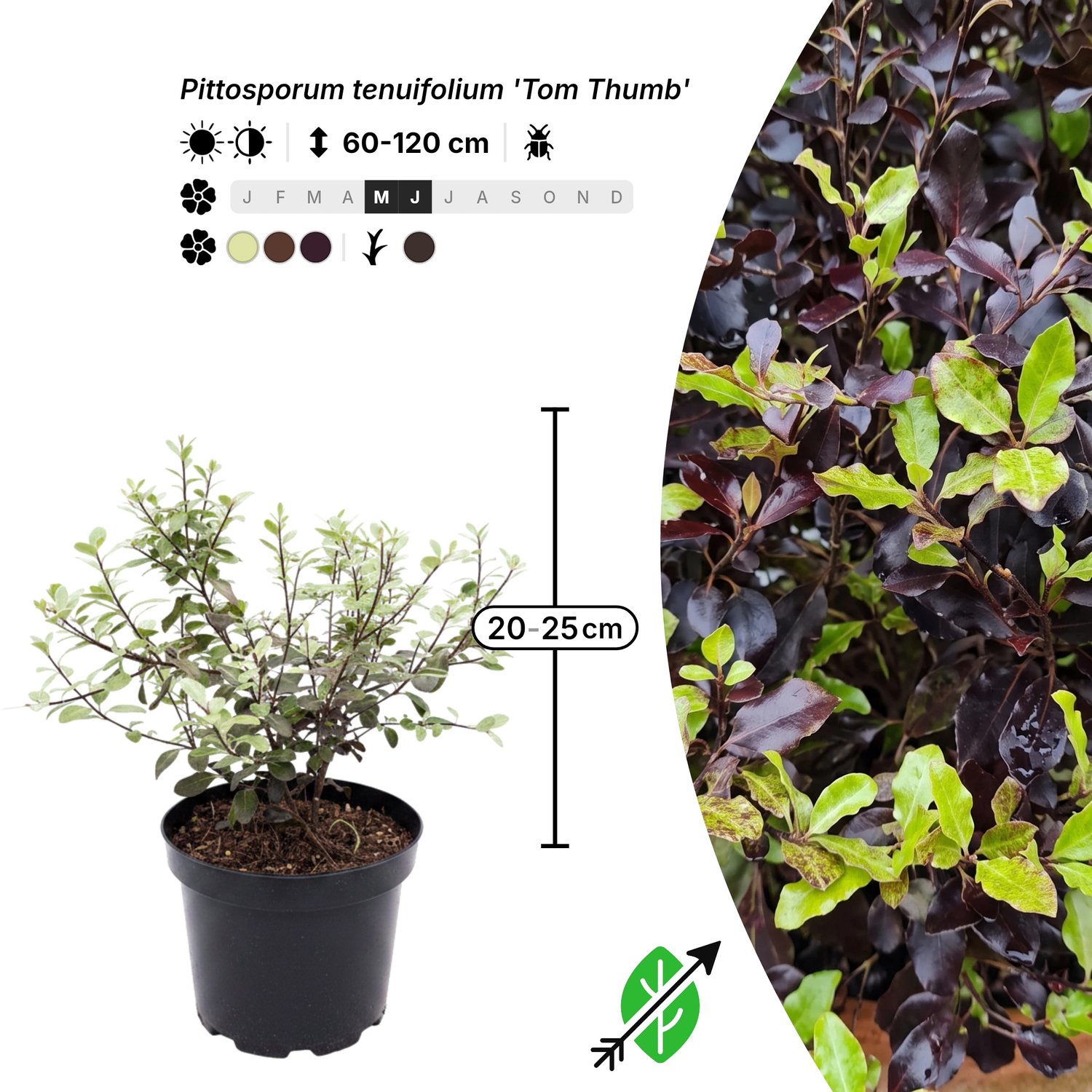 Singleplants - 12x Pittosporum tenuifolium 'Tom Thumb' - Pot C1.5 - haagplant - winterhard tot -10°C