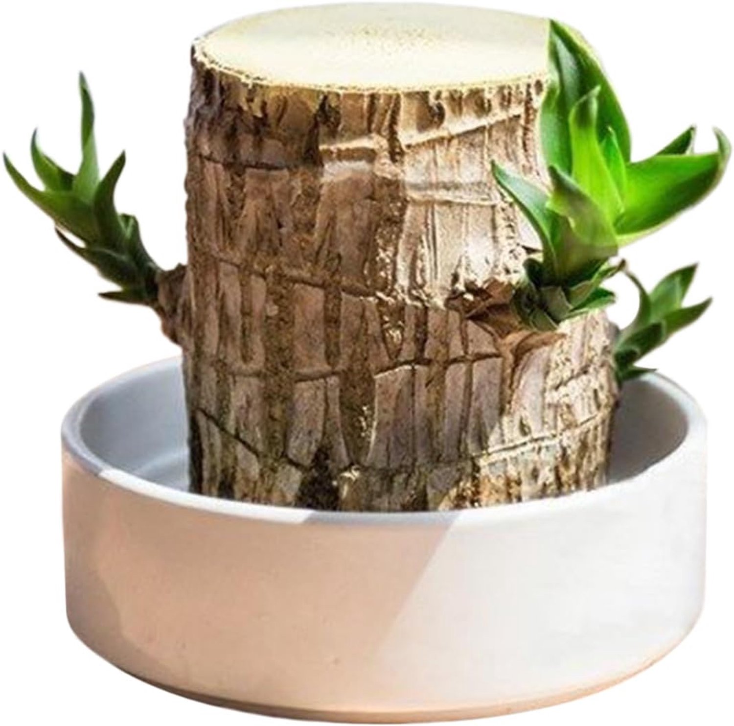 Braziliaanse houten plantenbak - 5,91 inch hydrocultuur stronk | Keramische kamerplant - kleine milieuvriendelijke houten boomstronk voor bureaudecoratie woonkamer kantoor keuken kinderkamer modern