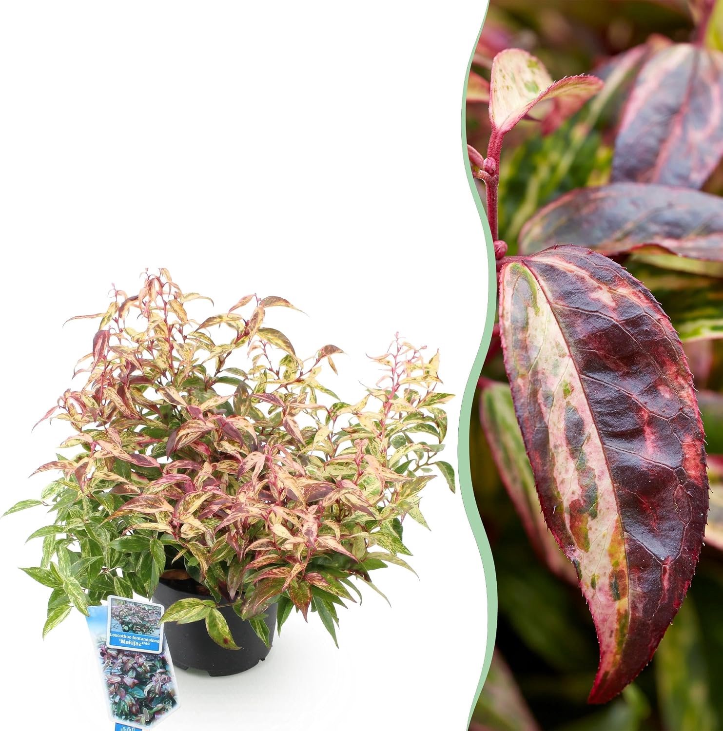 Makijaz - Bruin - Groenblijvend - Weinig Onderhoud - 35-45cm - Ø17cm - Tuinplant