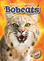 Backyard Wildlife - Bobcats