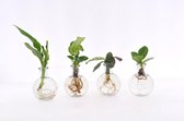 Kamerplanten van Botanicly – 4 × Ctenanthe incl. designe glas als set – Hoogte: 10 cm – Ctenanthe Burle Marxii