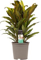 Kamerplant van Botanicly – Cordyline Fruticosa Kiwi – Hoogte: 60 cm