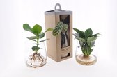 Kamerplanten van Botanicly – 3 × Ctenanthe incl. designe glas als set – Hoogte: 45 cm – Ctenanthe Burle Marxii