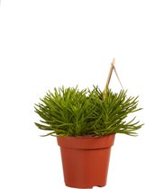 Senecio archeri himalaya ↨ 20cm - 3 stuks - hoge kwaliteit planten