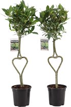 Laurus nobilis (in vorm van een hart) ↨ 80cm - 2 stuks - hoge kwaliteit planten