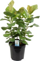 Ficus benghalensis Sunshine ↨ 100cm - hoge kwaliteit planten