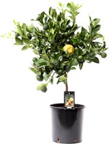 Citrus Pursha ↨ 85cm - hoge kwaliteit planten