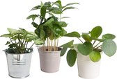 Mini Green | Trio Vrolijk Groen in zink ↨ 25cm - 3 stuks - hoge kwaliteit planten