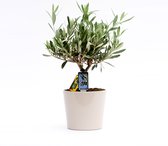 Olea Olijf in Roma keramiek ↨ 40cm - hoge kwaliteit planten