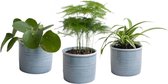 Mini Green | Hip Trio in Laos keramiek (blauwgrijs) ↨ 15cm - 3 stuks - hoge kwaliteit planten