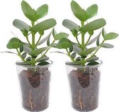 Clusia princes in vaasglas ↨ 38cm - hoge kwaliteit planten