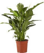 Lepelplant Spathiphyllum Sweet Lauretta ↨ 100cm - hoge kwaliteit planten