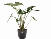 Alocasia Zebrina met Elho sierpot ↨ 100cm - hoge kwaliteit planten