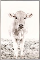 JUNIQE - Poster met kunststof lijst Blonde Cattle Maverick -20x30