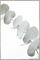 JUNIQE - Poster met kunststof lijst Eucalyptus White 3 -30x45 /Groen &