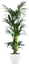 FloriaFor - XL Kentia Palm In ELHO Brussels Pot (wit) - - ↨ 160cm - ⌀ 25cm