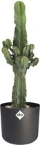 FloriaFor - Asparagus Setaceus ‘Plumosus’ In Sierpot Vibes Fold Rond (zijdewit) - - ↨ 28cm - ⌀ 14cm
