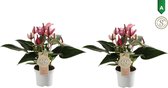 Plantjescoren.nl Duo Anthurium Zizou ↕ 30 cm Pot Ø 9 cm