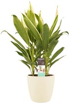 FloriaFor - Cordyline New Conga Met Elho Brussels Soap - - ↨ 60cm - ⌀ 19cm