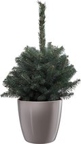 Mama's Planten - Picea Pungens - Blauwspar - Super Blue - ELHO Pot Brussels Diamond Oyster Pearl - Kerstboom - ↨ 36cm - ⌀ 25cm