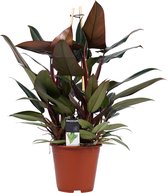 FloriaFor - Philodendron New Red – Pyramide - - ↨ 70cm - ⌀ 19cm