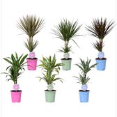 Kamerplanten van Botanicly – 6 × Drakenboom – Hoogte: 65 cm – Dracaena Mix